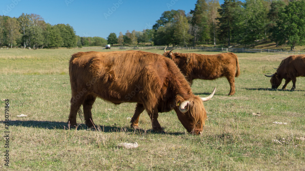 Highland Cattle live stock during summer in Sweden outside of Stockholm Sweden