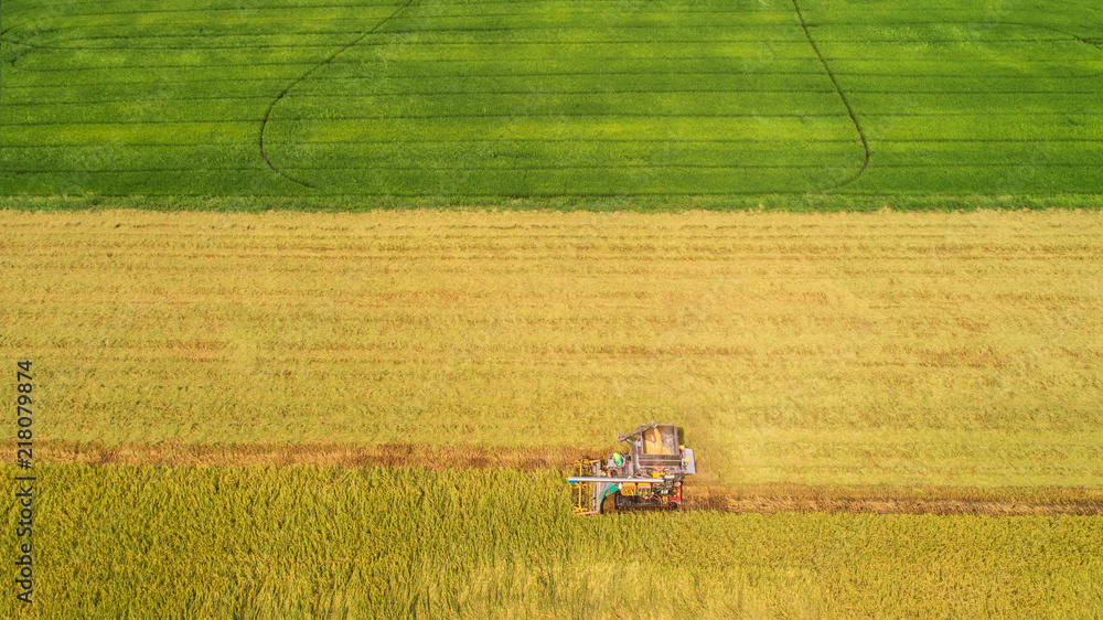 Fototapeta premium Combine harvester machine with rice farm.Aerial view and top view. Beautiful nature background.