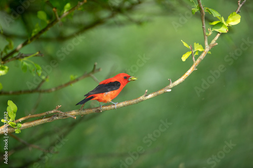 scarlet tanager © Eric