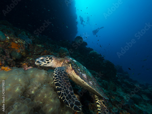 Hawksbill turtle on a coral reef with a diver silhuette in the background
