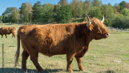 Photography Highland Cattle live stock during summer in Sweden outside of Stockholm Sweden