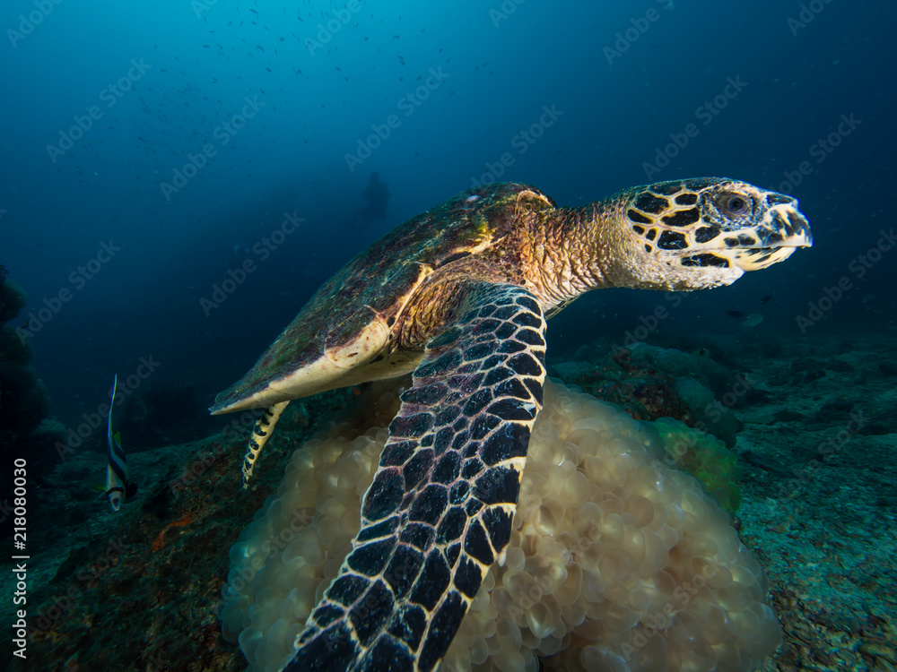 Fototapeta premium Hawksbill turtle above a bubble coral on a coral reef