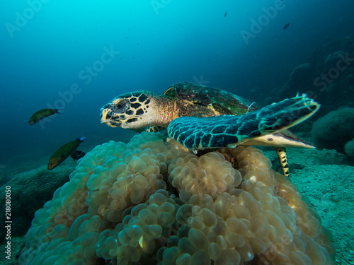 Hawksbill turtle above a bubble coral on a coral reef