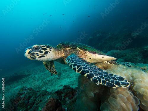 Hawksbill turtle leaving a bubble coral on a coral reef