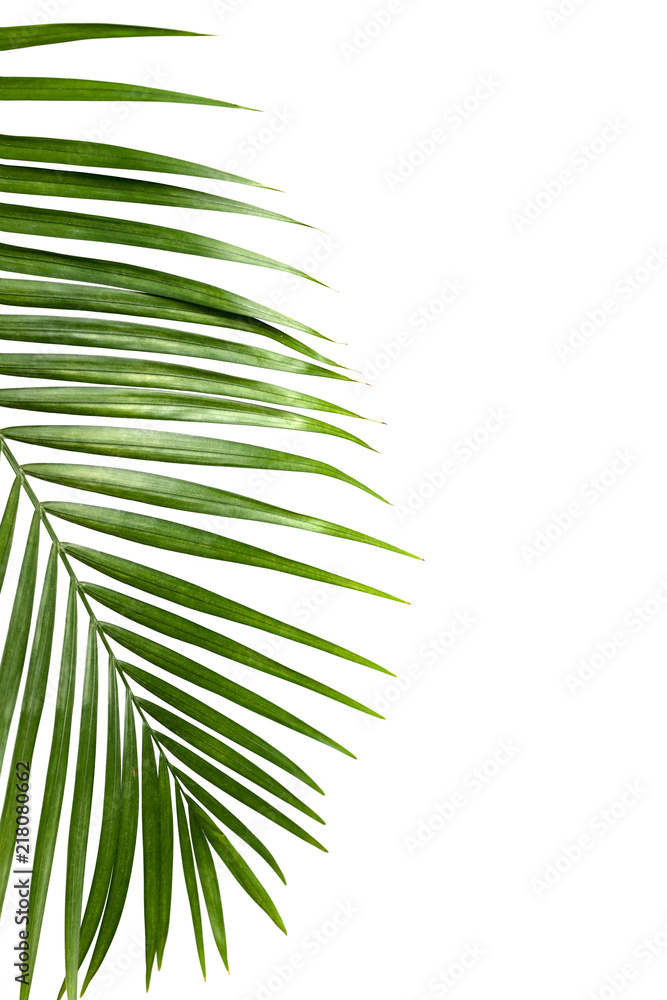 Green leaf of palm tree isolated on white background Green leaf of palm tree isolated on white background