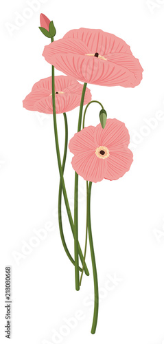 Pink poppy flower