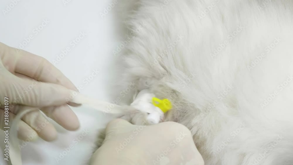 Pet is on appointment at veterinarian. Taking blood for analysis in persian cat with a catheter. 4K Pet is on appointment at veterinarian. Taking blood for analysis in persian cat with a catheter. 4K