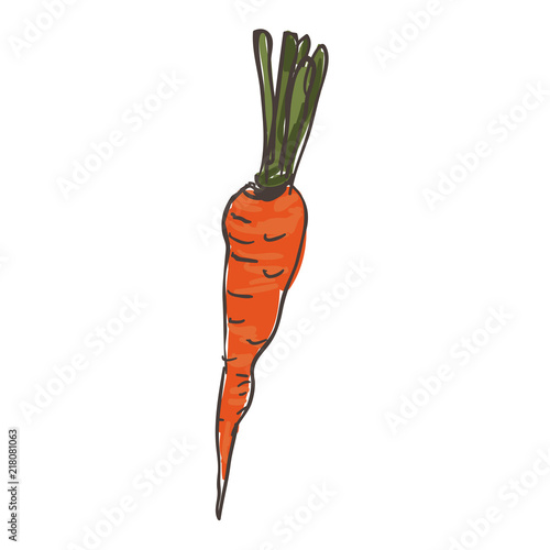 Hand drawn vegetable carrot