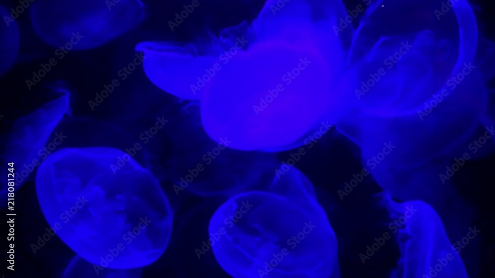 Peaceful, free floating moon jellyfish light by blacklight and glowing blue and purple. Background is black. No filter has been applied. Peaceful, free floating moon jellyfish light by blacklight and glowing blue and purple. Background is black. No filter has been applied.