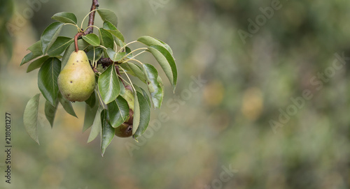 Peren hangend aan een boom