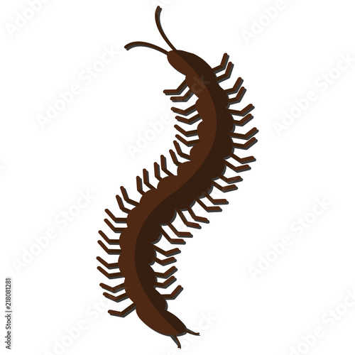 Nature Insect centipede © Phoebe Yu