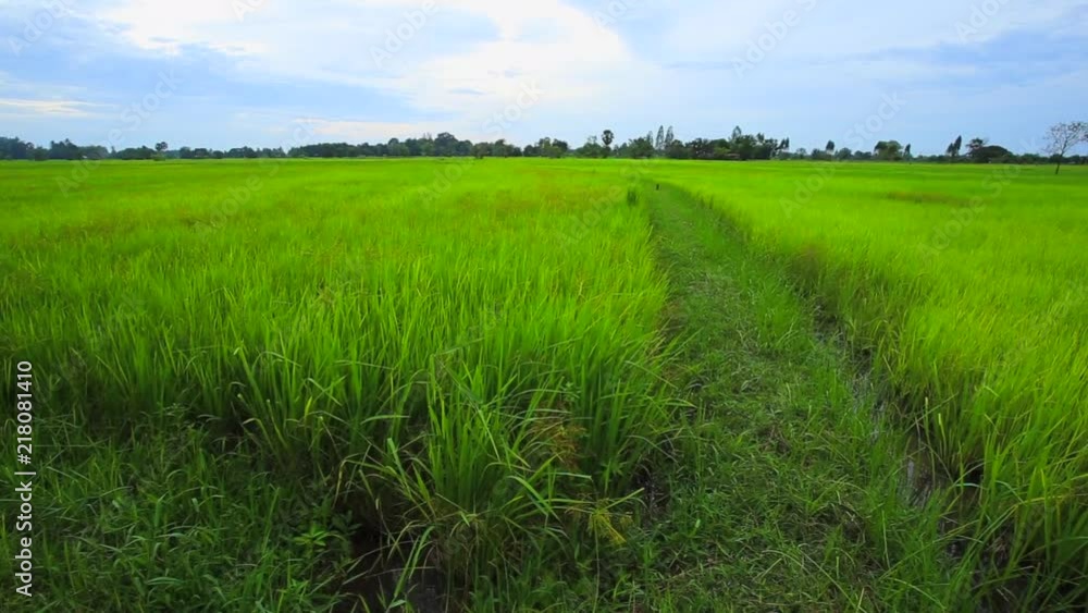 Rice field on terrace hillside in Thailand. natural landscape of rice farm Rice field on terrace hillside in Thailand. natural landscape of rice farm
