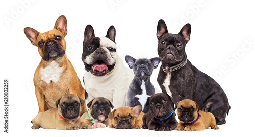 French Bulldog Dog Group isolated