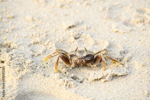 A crab that walks on the beach  the seafront  the morning  