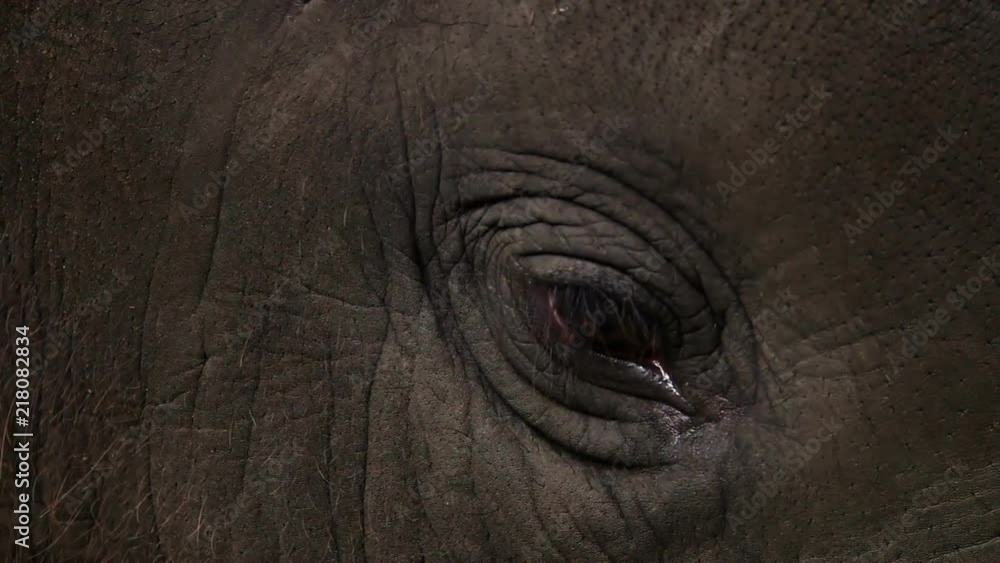 Eye of Baby Asian Elephant (Elephas maximus). Close Up View Eye of Baby Asian Elephant (Elephas maximus). Close Up View