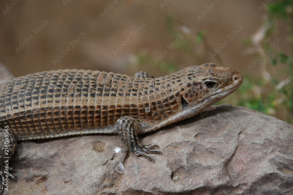 REPTIL REPTIL