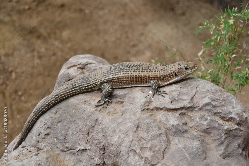 REPTIL REPTIL