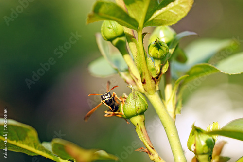 a wasp sitting on a green rosehead