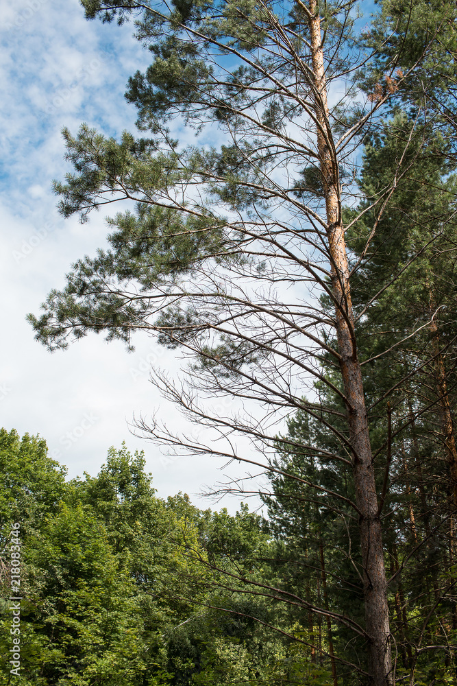 Beautiful view of the sky in a forest Beautiful view of the sky in a forest