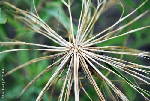 Gray withered tragopogon dubius (yellow, western salsify, wild  or yellow goat's beard, goat's beard, goatsbeard, common salsify) flowerwith dry seeds, blurry grass background, top view