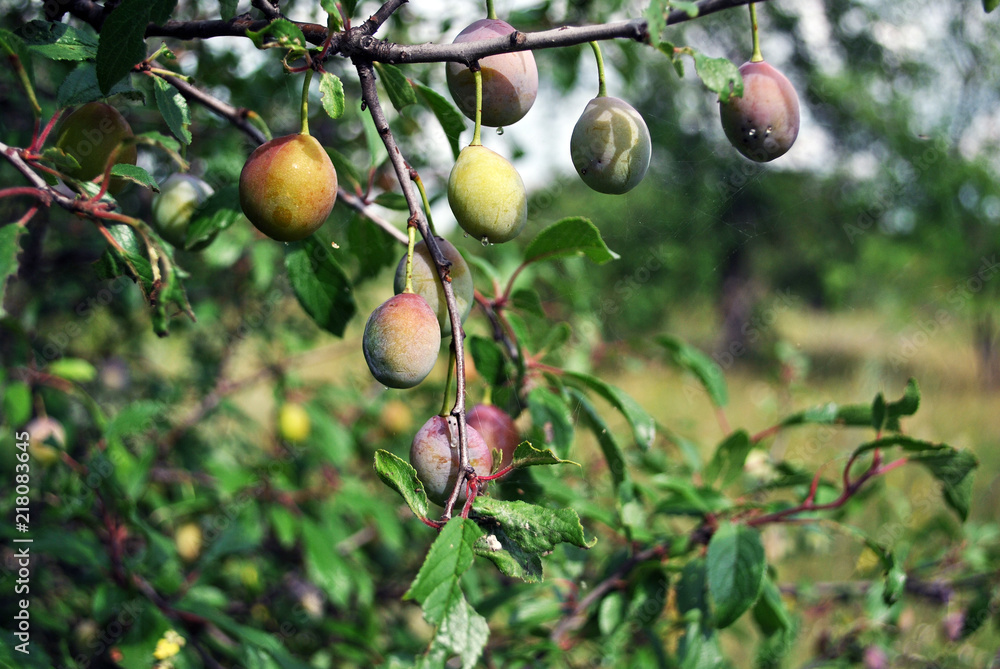 Green unripe plums on the branch with leaves, soft blurry green background Green unripe plums on the branch with leaves, soft blurry green background
