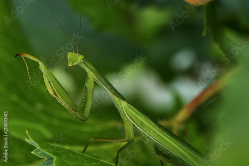 green mantis macro