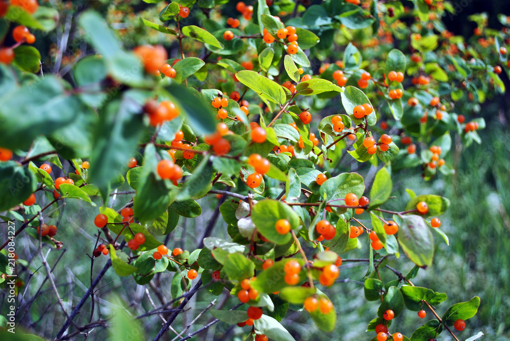 Bush of wild honeysuckle with ripe berries, soft bokeh background