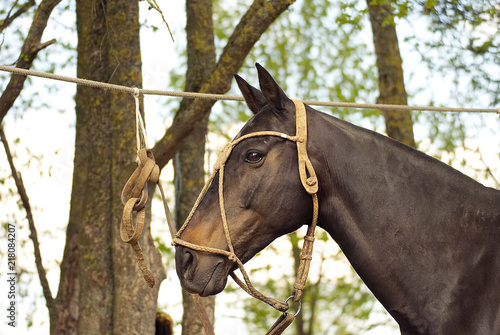 Fototapeta Naklejka Na Ścianę i Meble -  Portrait of a dark polo horse in summer 