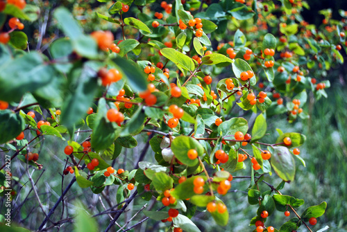 Bush of wild honeysuckle with ripe berries, soft bokeh background photo