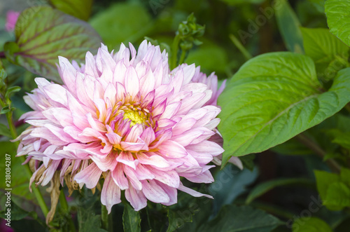 Large flower of pink dahlia