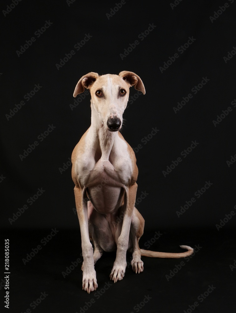 beautiful galgo is sitting in the dark studio