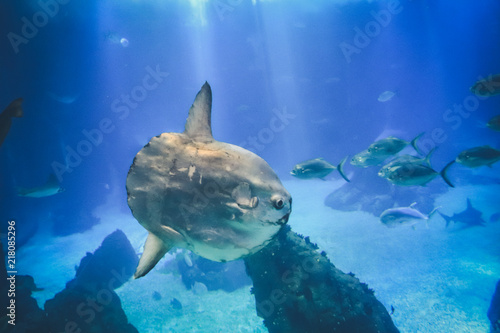sunfish  moonfish  swimms in blue ocean water