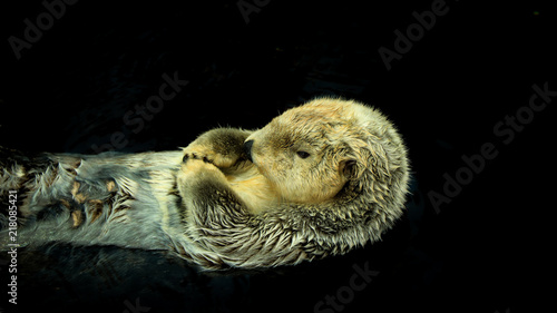 Sea otter floating in the water © nvphoto