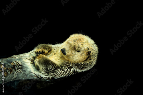 Sea otter floating in the water © nvphoto