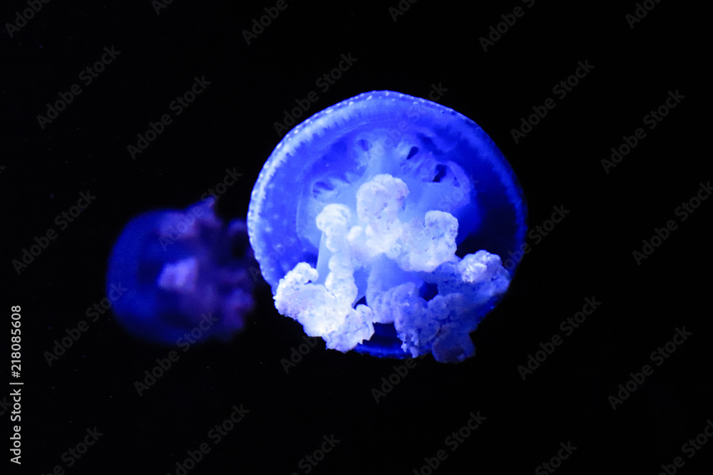 Jellyfish Swimming In The Sea. Medusa Jellyfish Swimming In The Sea. Medusa