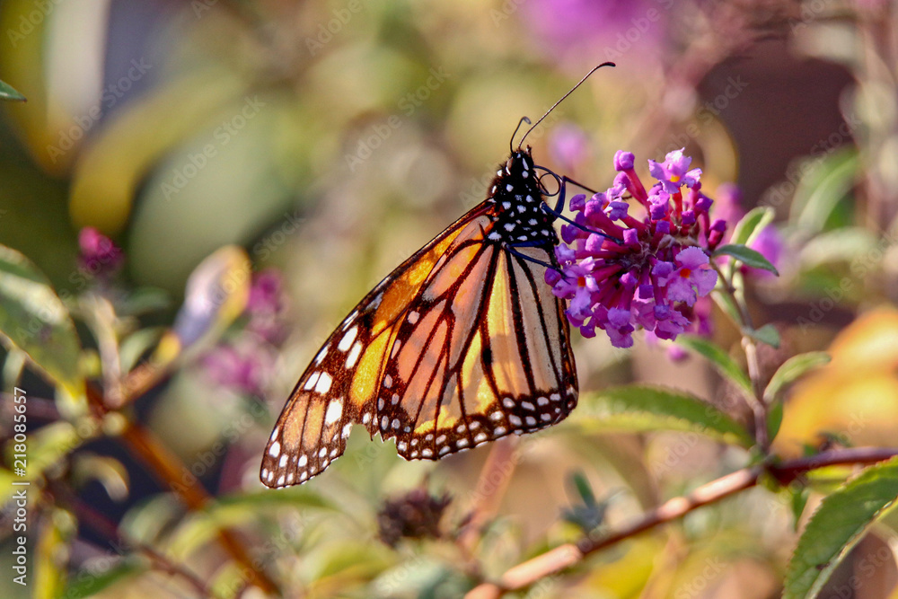 Beautiful Monarch Butterfly feeding on a lavender flower in a garden, closeup Beautiful Monarch Butterfly feeding on a lavender flower in a garden, closeup