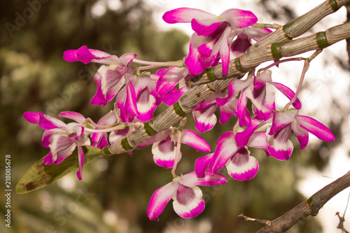 .Orquídeas de Árvores