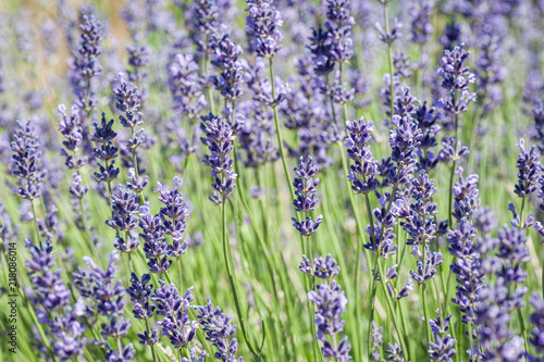 Lavender blooming in the heat of summer.