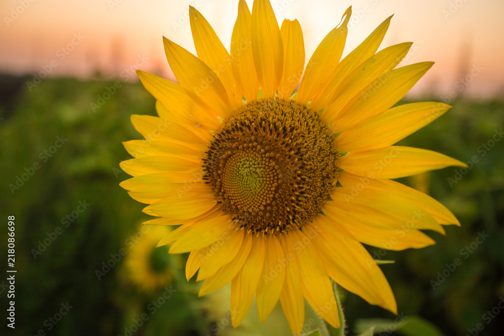 Fototapeta premium Charming landscape of sunflowers against sunrise