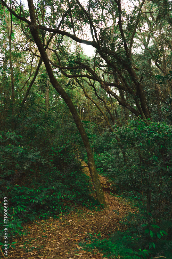 Into The Wild Into The Wild