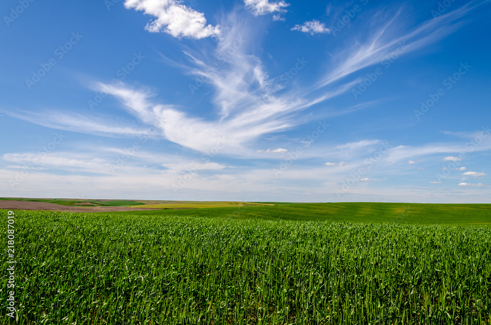 Wheat Fields in the Palouse Wheat Fields in the Palouse