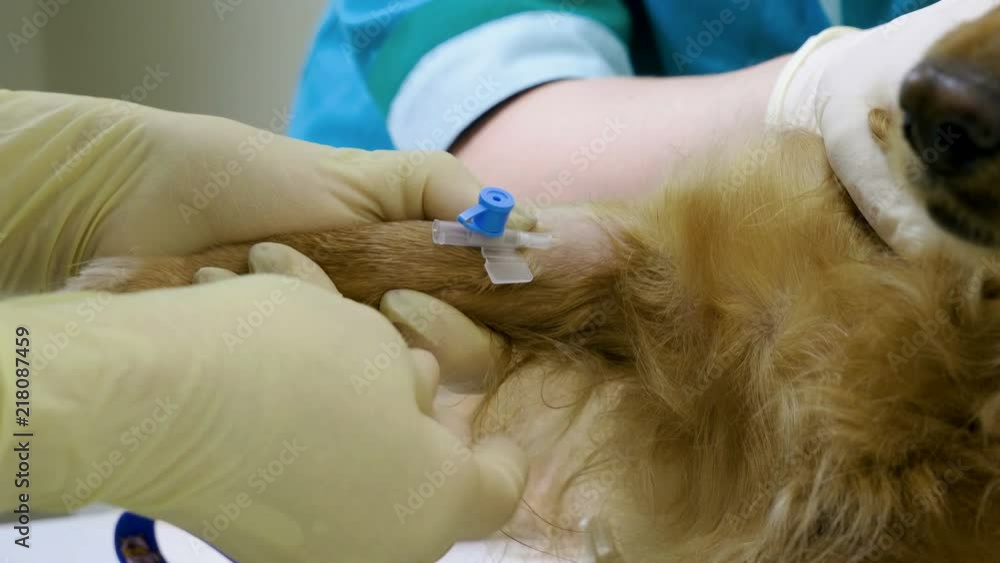 A vet putting an intravenous catheter in a paw of dachshund dog in veterinary clinic. 4K A vet putting an intravenous catheter in a paw of dachshund dog in veterinary clinic. 4K