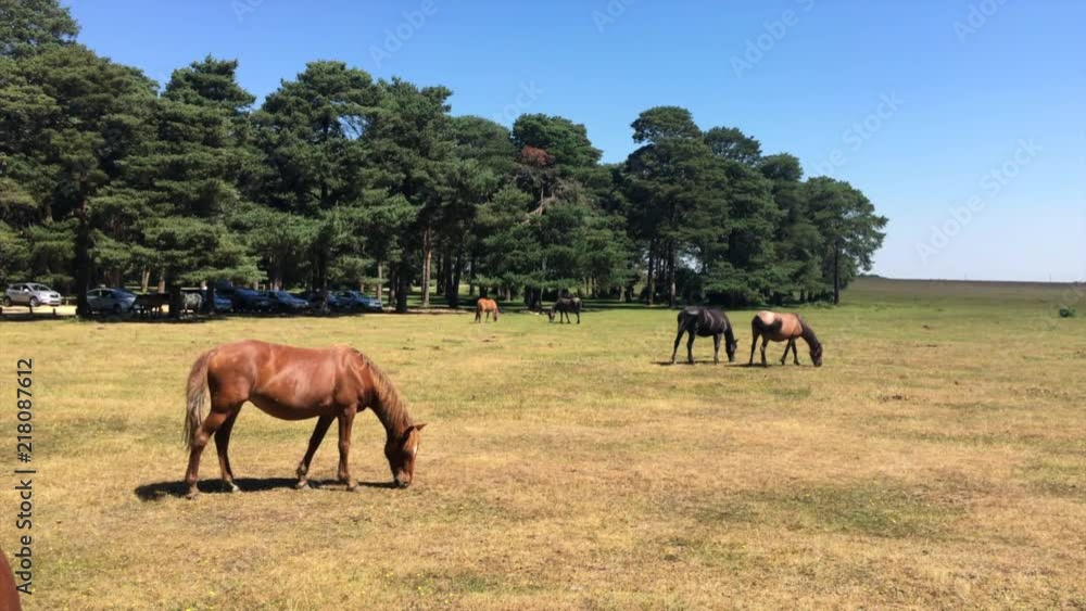 New Forest ponies graze on parched grass near Beaulieu Road, UK New Forest ponies graze on parched grass near Beaulieu Road, UK