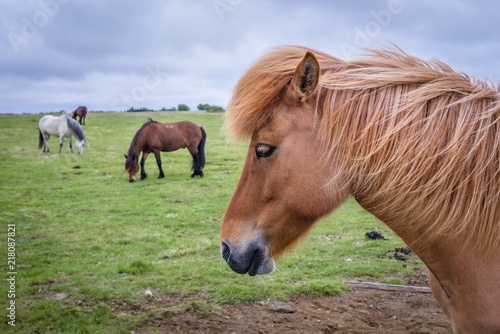 Herd of Icelandic horses on a pasture in southern Iceland