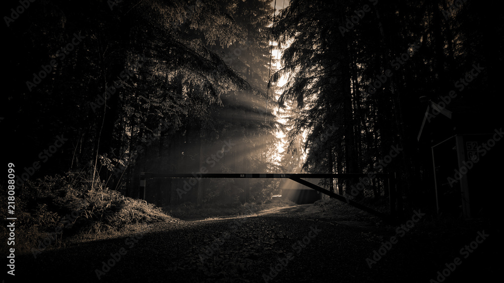 Obraz premium Sunlight in a foggy forest, Finland