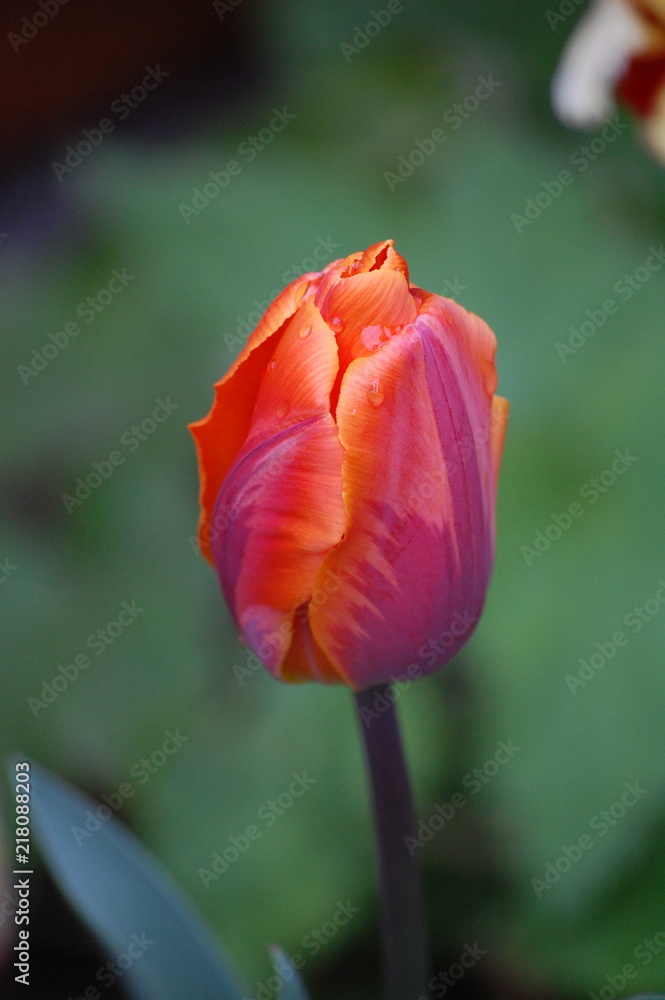 Red-Orange Tulip Red-Orange Tulip