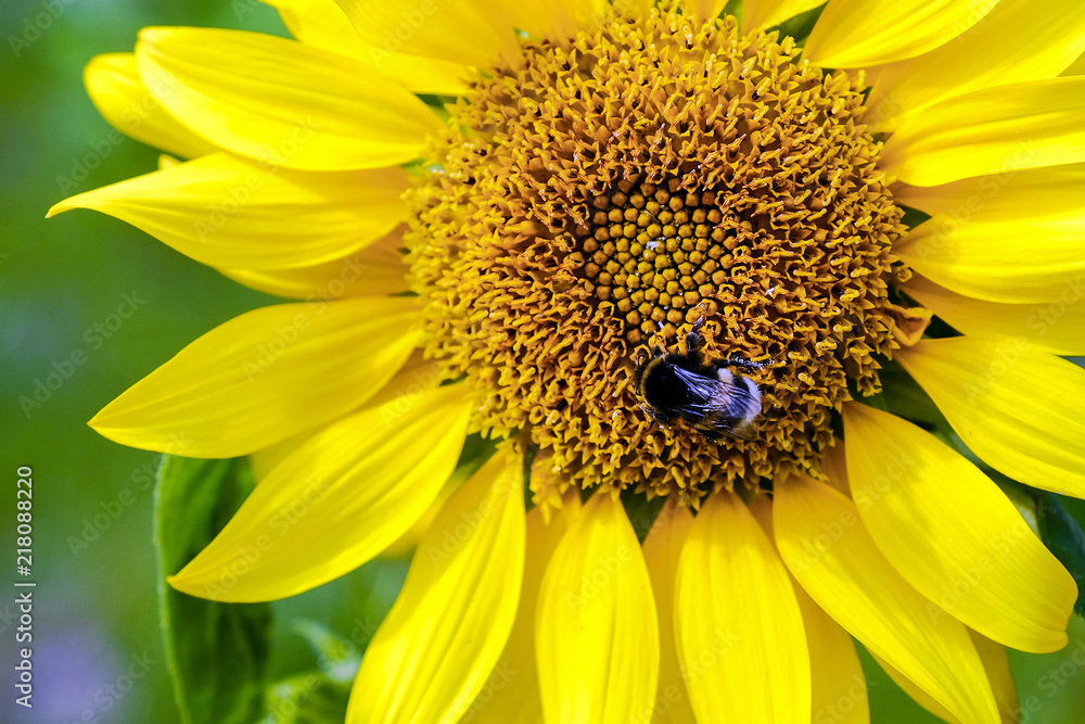 Obraz premium Sunflower. Bumblebee Sitting on a sunflower blossoming