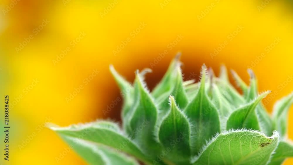 HD 1080 super slow sunflower in garden beautiful nature outdoor. HD 1080 super slow sunflower in garden beautiful nature outdoor.