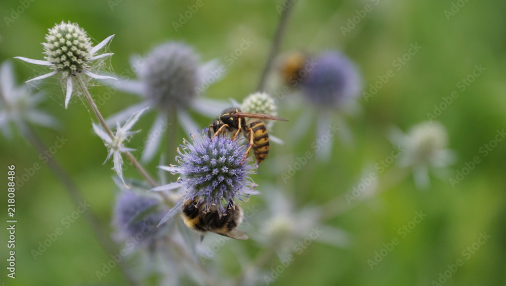 bamblebee bamblebee