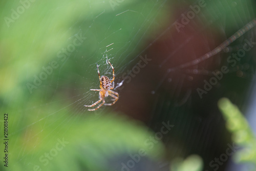 Beautiful Spider in a clkose-up on its web